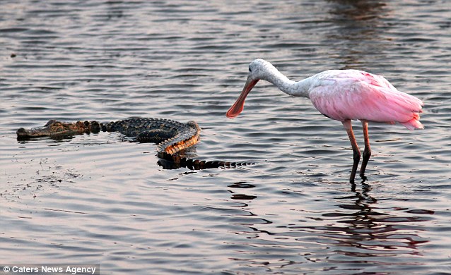 ������԰���ִ�����ʳ�������