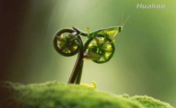 һ��С�ı����� ��尡 ��ЦͼƬ